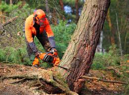 Best Aeration Services  in Rmichael, CA