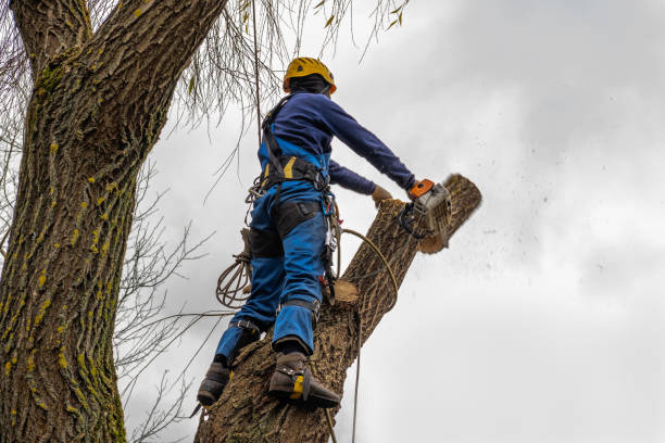 Best Hazardous Tree Removal  in Rmichael, CA