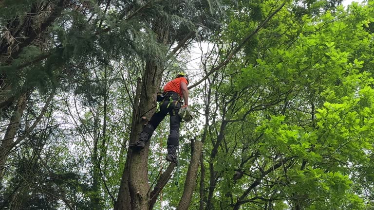Best Commercial Tree Services  in Rmichael, CA