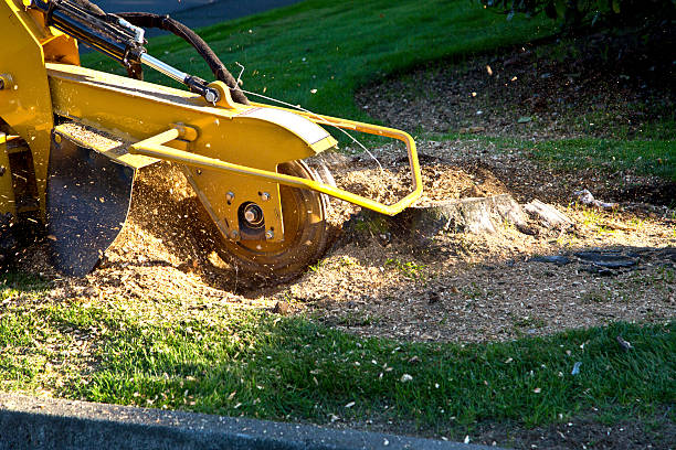  Rmichael, CA Tree Removal Pros