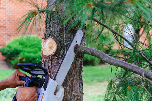 Best Leaf Removal  in Rmichael, CA